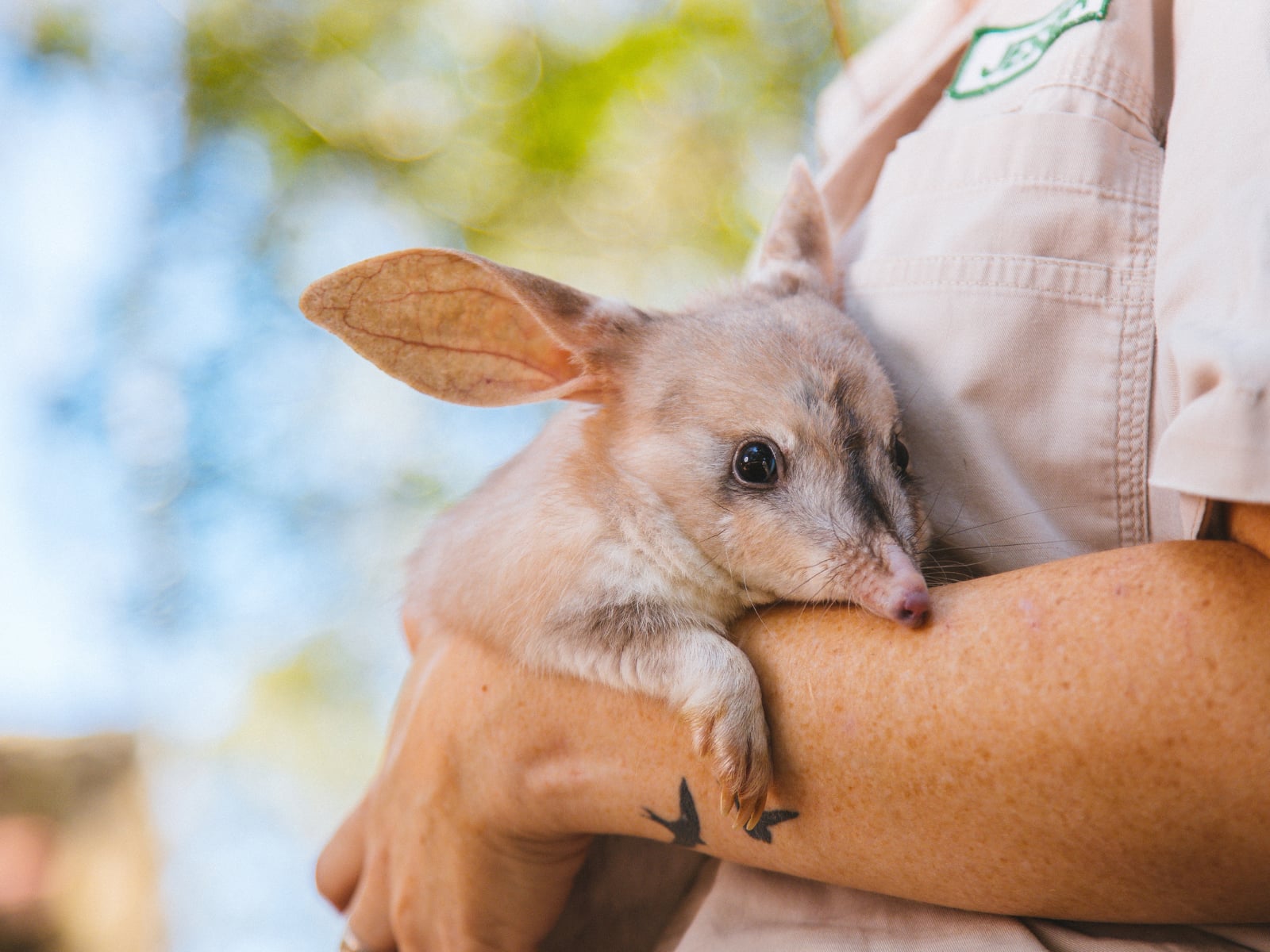 Bilby Week